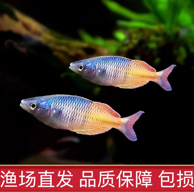 石美人鱼小型群游热带淡水观赏鱼新手易养耐活活体鱼