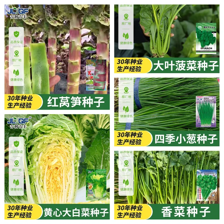 【秋冬家庭种植套装】菠菜+黄心白菜+香菜+红皮莴笋+葱各1袋 共5袋