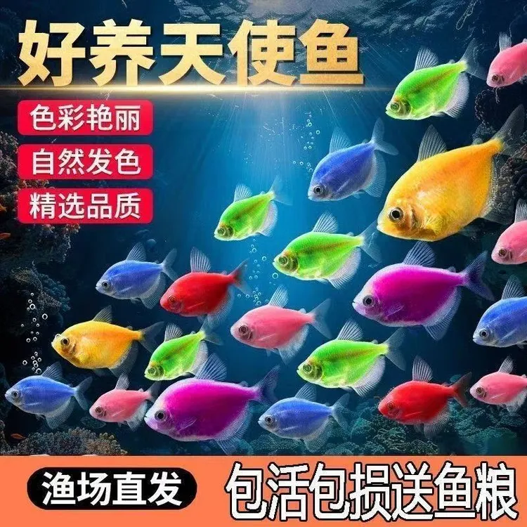 天使鱼小型淡水热带观赏鱼好养易活适合新手