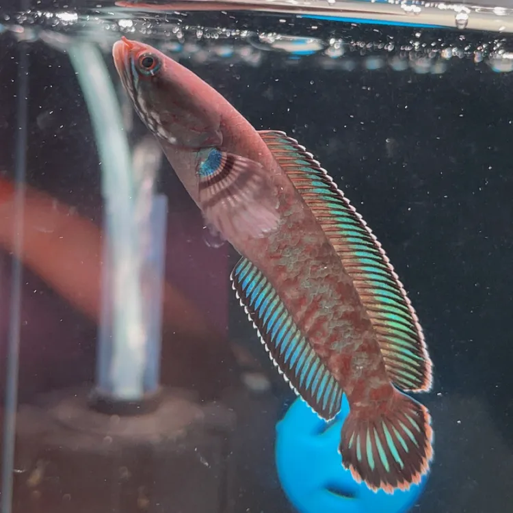 网红同款 阿萨姆奶茶小型雷龙鱼 生性活泼奶凶奶凶的