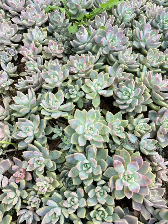 淡雪多肉植物紫珍珠绿植新手老桩好养亚特兰蒂斯雪天使