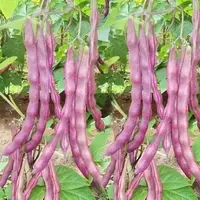 【满五包包邮】八月忙冻死鬼豆角种子耐寒耐热高产无筋豆角田园菜