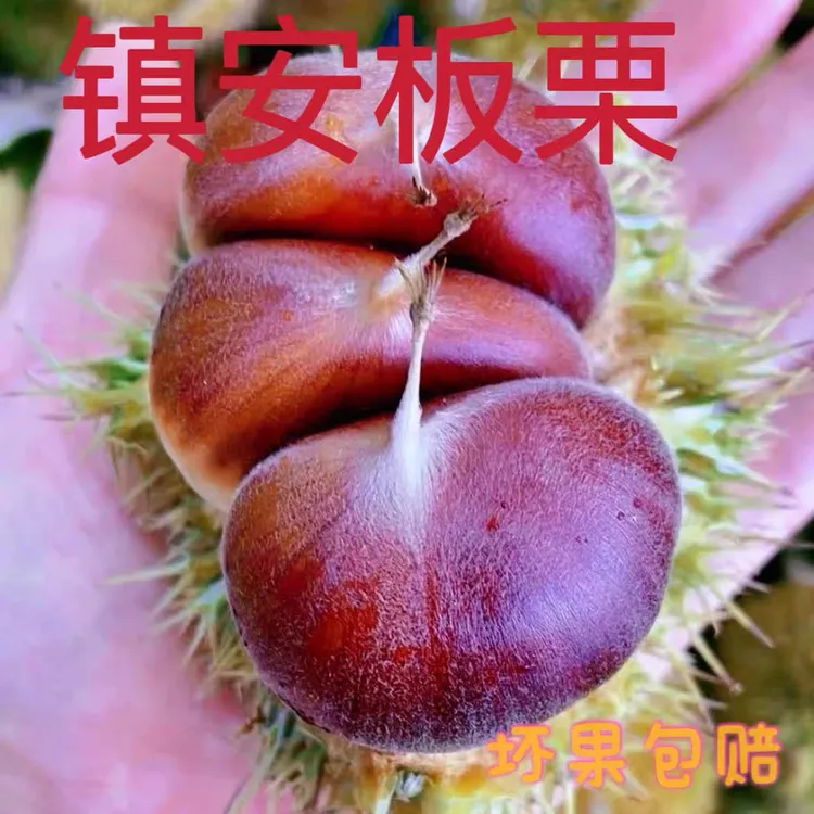 （发顺丰快递）镇安板栗2025年毛栗现摘现发5斤包邮