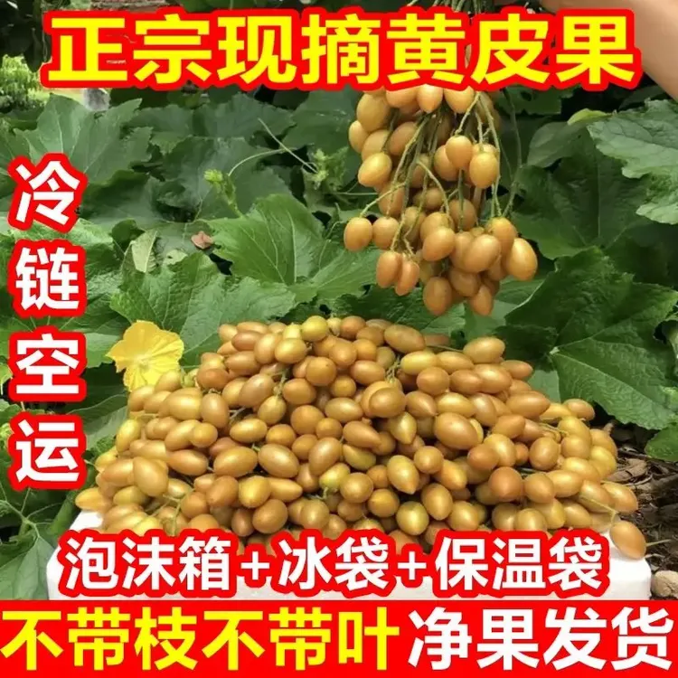 广西鸡心黄皮果当季新鲜现摘酸甜多汁孕妇水果5斤8斤