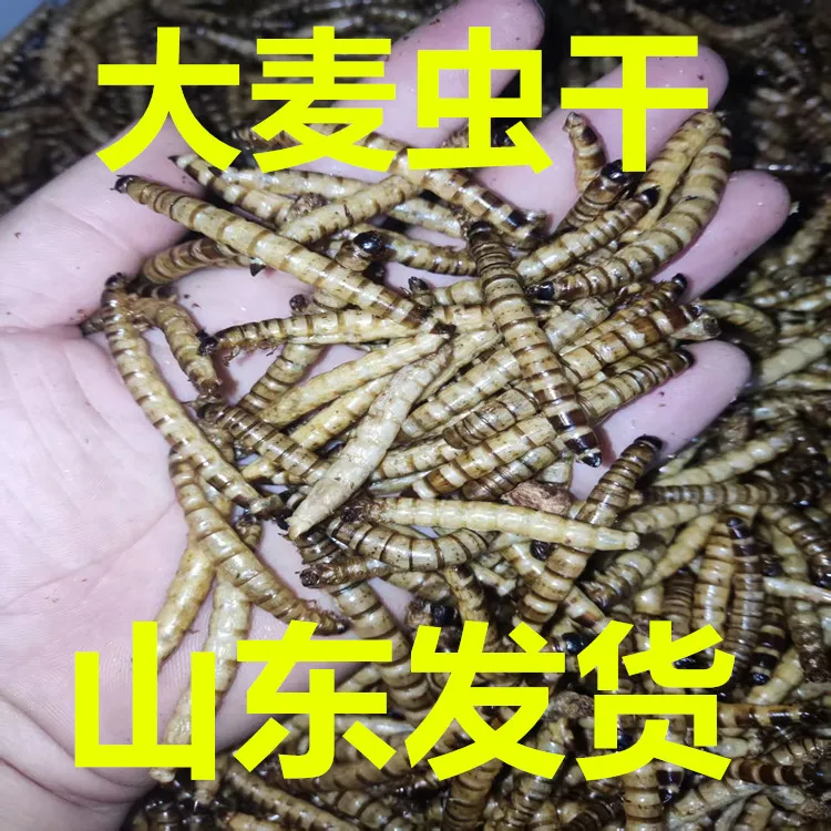 大麦虫干蛋白虫干 粮食 营养蛋白质仓鼠水龟食物乌龟粮包邮