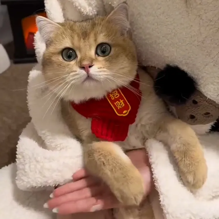 【中国风】猫咪狗宠物围脖针织保暖红色围巾 好寓意创意手工围脖