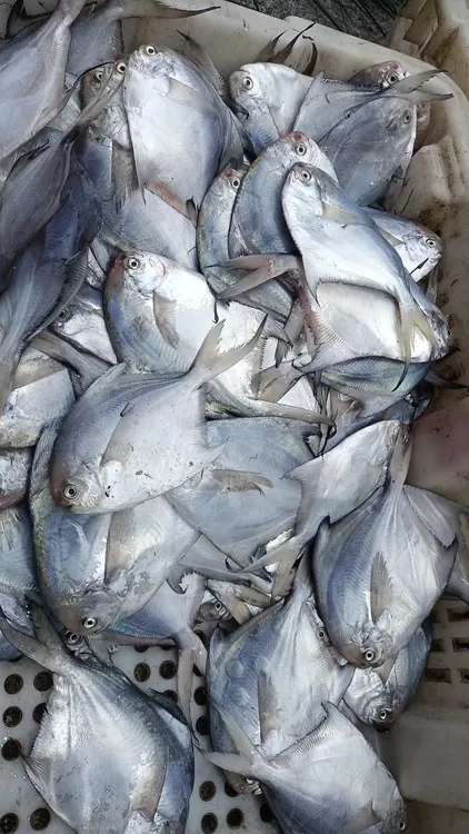 连云港本地银鲳鱼5条/斤冲量活动到手四斤