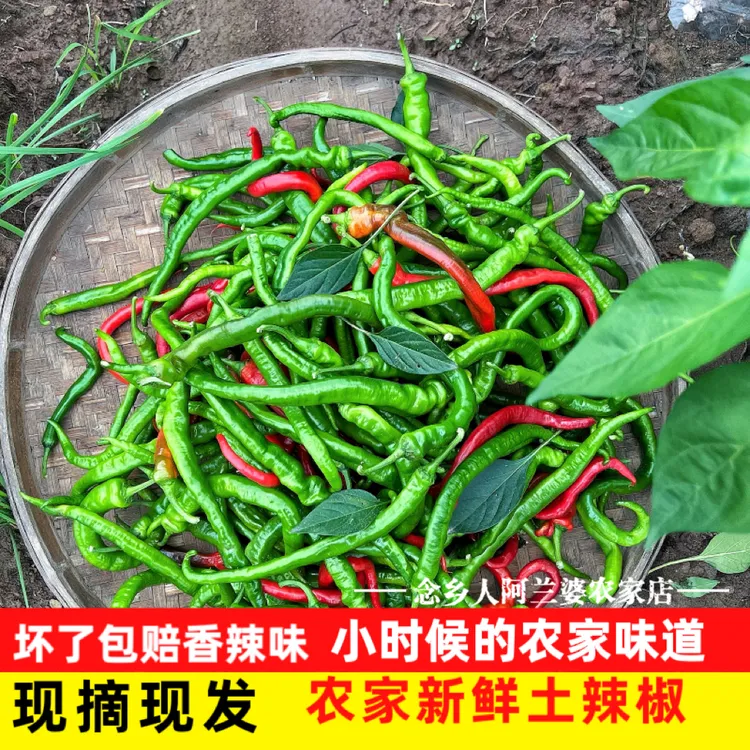 江西农家辣椒薄皮新鲜土辣椒露天湖南青椒特辣爆辣现摘辣味十足