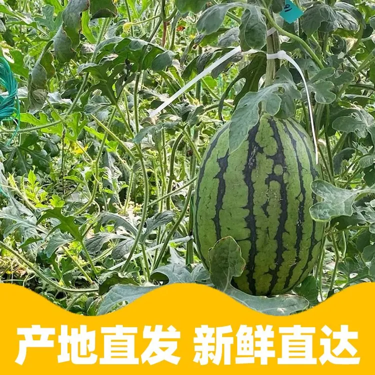 【顺丰包邮】剥皮小糖丸西瓜手撕2K薄皮小吊瓜当季新鲜现摘脆甜多汁