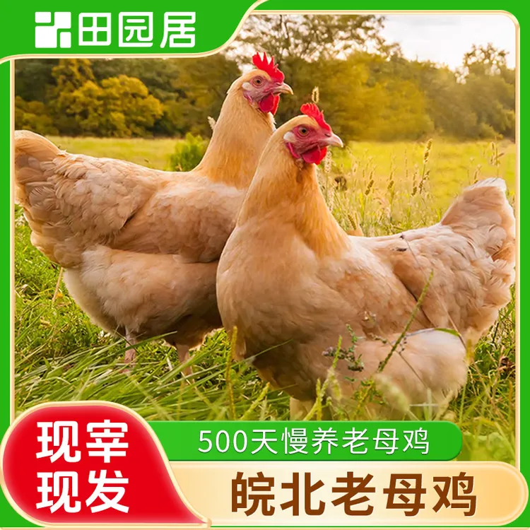 【田园居】田园谷物喂养老母鸡 每只2-2.5斤 拍一发三