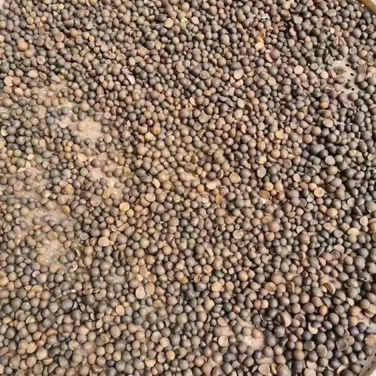 高山古法压榨山茶籽