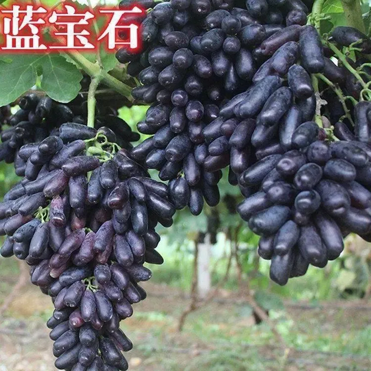 蓝宝石葡萄苗果树北方南方种植抗寒庭院爬藤盆栽葡萄树苖当年结果