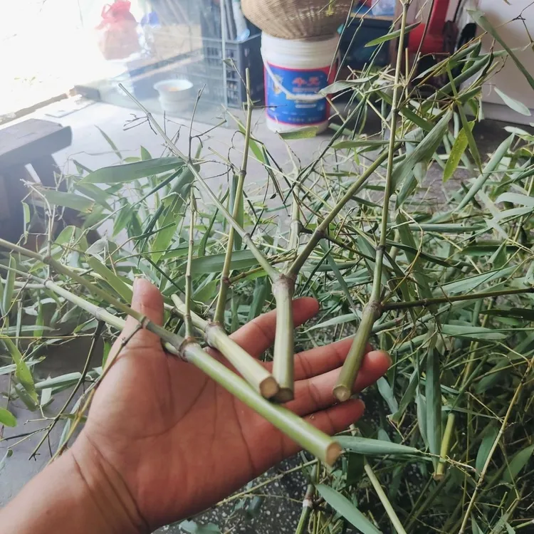 龙挂香竹龙头材料实心竹子制作适合手工DIY倒流香竹架子