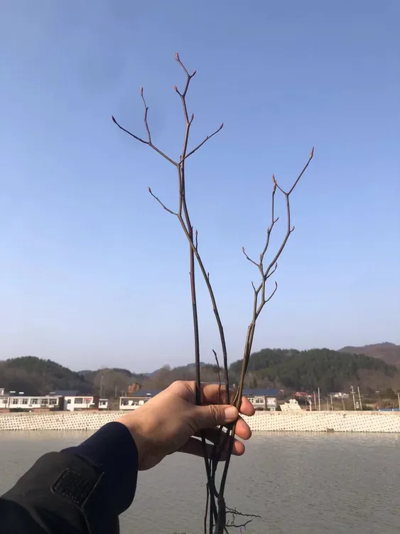 山姜子树盆栽香棒树一物一拍侘寂风办公室阳台花卉绿植盆栽