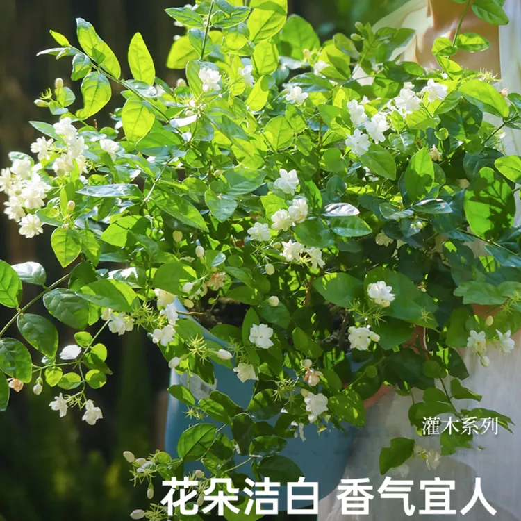 四季茉莉重瓣植物盆栽花卉花苞茉莉花室内开花带阳台绿植浓香