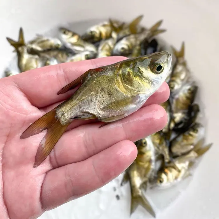 精品缩骨大头鱼缩骨花鲢鱼仙骨鱼活体胖头大头鱼养鱼养殖广州发货