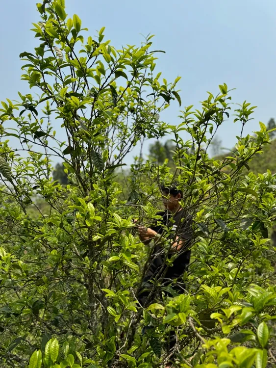 单株专用链接古树普洱茶生茶