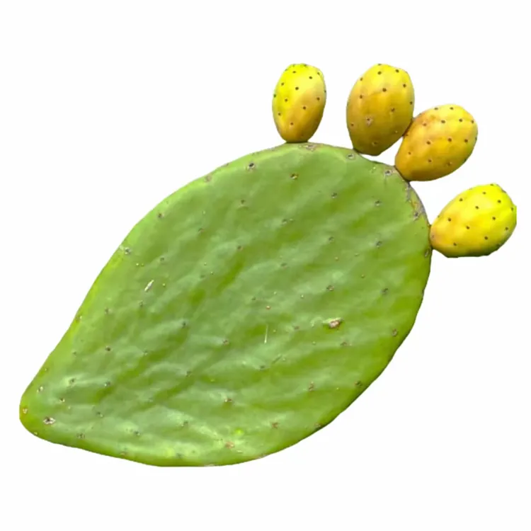 翡翠仙人掌一片不带根