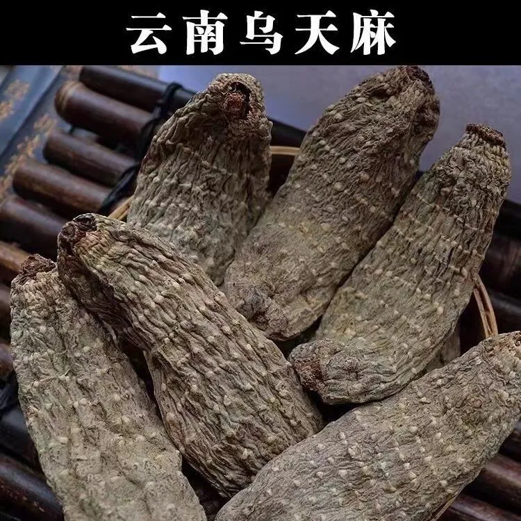 云南昭通仿野生乌天麻