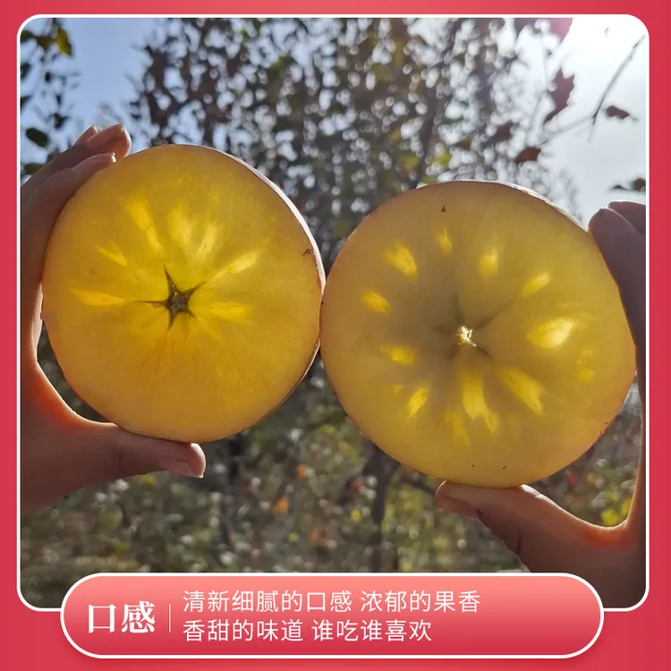 【光果】新疆阿克苏冰糖心苹果脆甜多汁新鲜原产地采摘包邮到家
