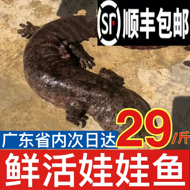 （6-15斤规格）娃娃食用鱼水产新鲜养殖鱼送礼火锅食材可火锅炖汤
