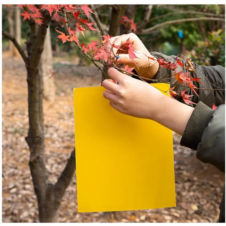 粘虫板黄板双面诱虫板贴纸灭小飞虫沾果蝇诱捕器果园蚊子苍蝇大棚