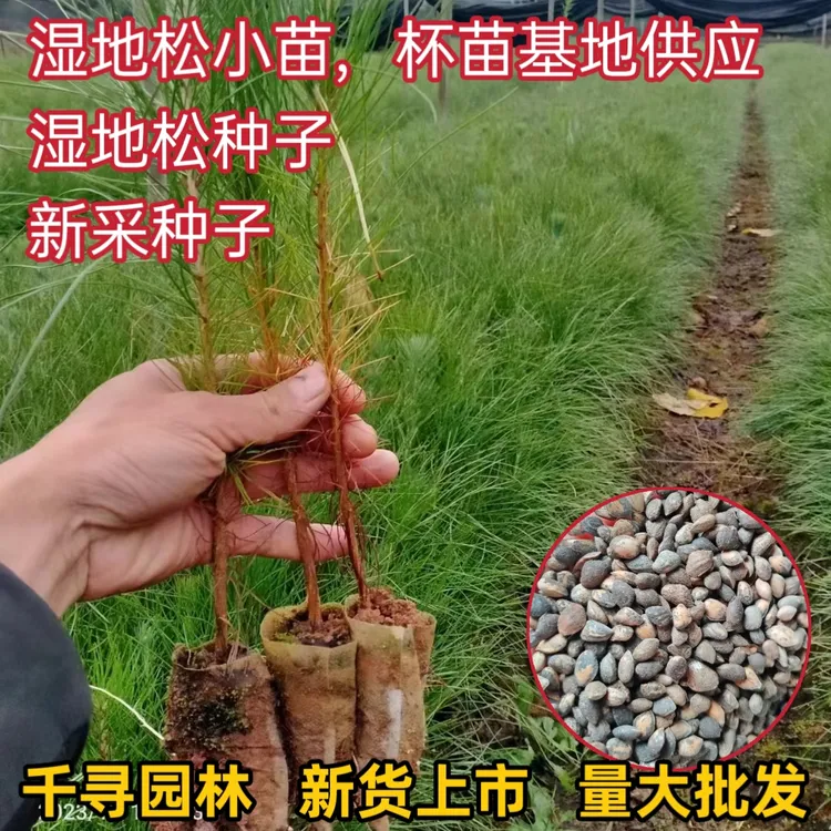 新采湿地松种子松树种子园林绿化林木种子多年生四季种植包邮