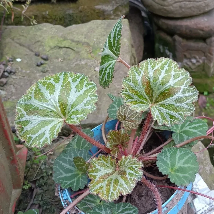 虎耳草金丝荷叶盆栽卧室四季常青好养易活观叶绿植办公室书房耐阴