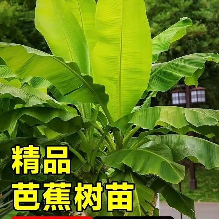芭蕉树苗香蕉苗苹果蕉苗皇帝蕉粉蕉树苗芭蕉苗带土发货