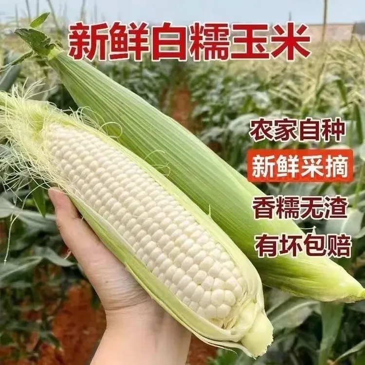 新鲜现摘白糯玉米现摘现发甜糯玉米甜糯香甜软糯当季鲜食糯玉米