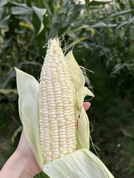 涪陵高山本地现摘现发新鲜928小甜糯玉米