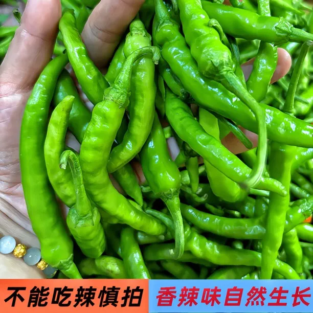 农家本地自种土辣椒薄皮勾椒新鲜采摘特辣香辣薄皮辣椒辣味十足