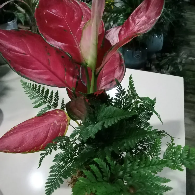 吉利红狼尾厥组合室内桌面花卉四季好养