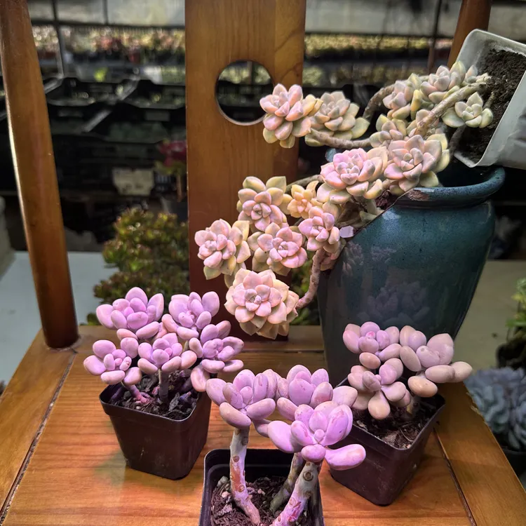 基地清货（无售后要求高无拍）桃蛋老桩多肉植物盆栽适合新手防辐射