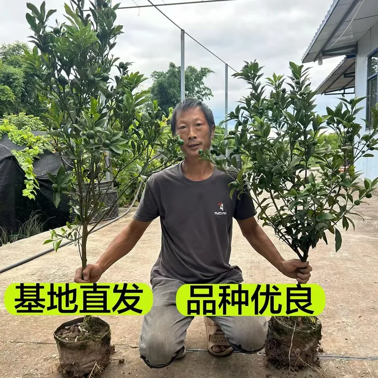 脆皮金桔脆蜜金桔盆栽地栽庭院首选
