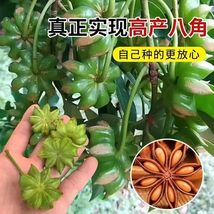 正宗嫁接大红八角树苗二妞果树苗大茴香佐料罗马八角盆地栽四季结