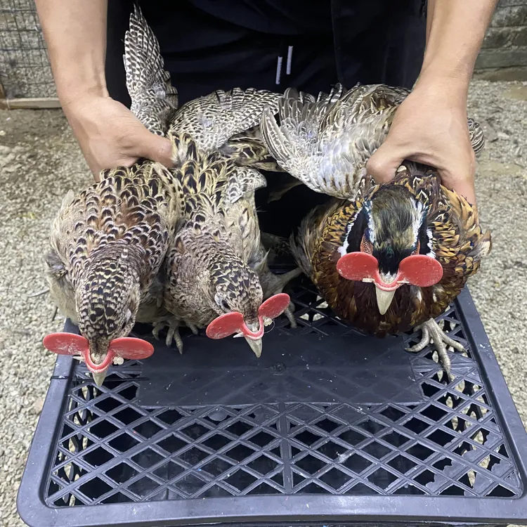 1公2母 广西正宗七彩山鸡户外散养整鸡冰冻不含冰现杀京东快递