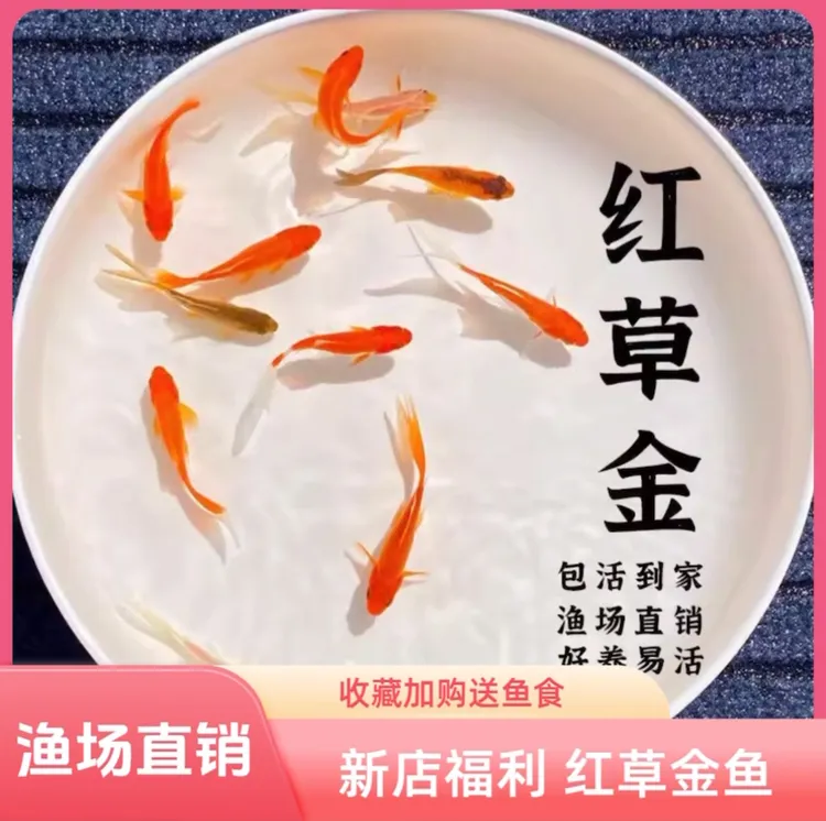 【福利40条红草金鱼】3-5厘米好养耐活冷水金鱼观赏鱼新奇宠物