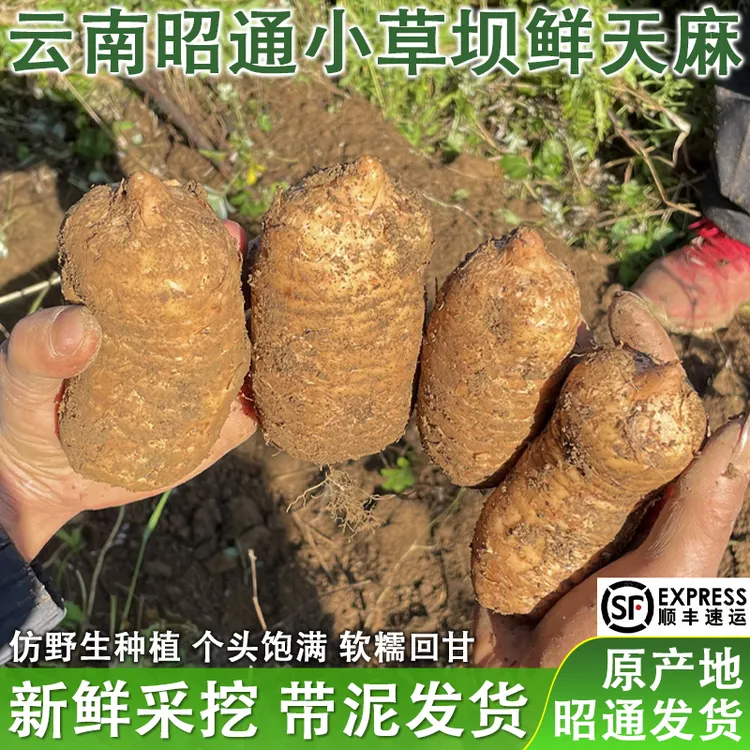 【发顺丰】云南昭通小草坝新鲜天麻高山种植乌天麻现挖现发带土发货