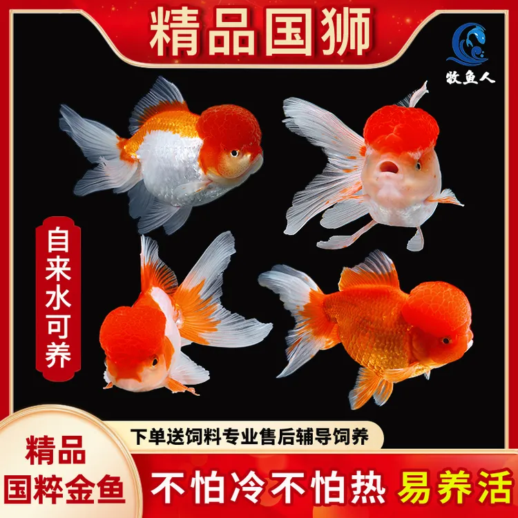 草金鱼活鱼养不死淡水好养冷水鱼兰寿活体观赏鱼小金鱼鱼苗蝶尾
