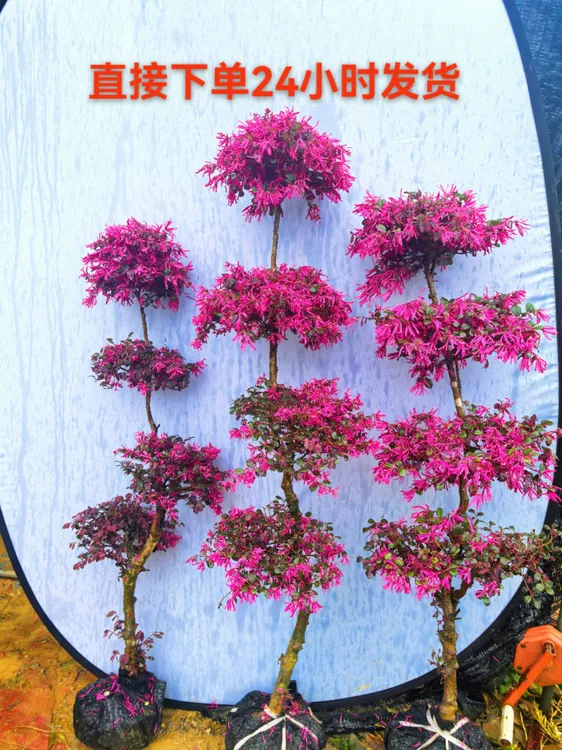 红继木造型树 红苗红叶苗老桩红继木盆栽地栽树直播间一物一拍