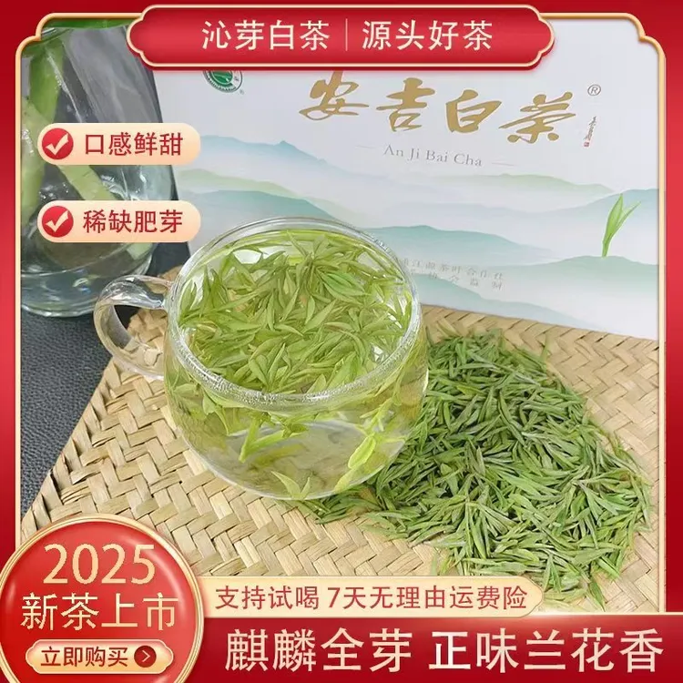 【麒麟全芽】25年新茶安吉高山沁芽白茶兰香型鲜爽回甘罐装春季