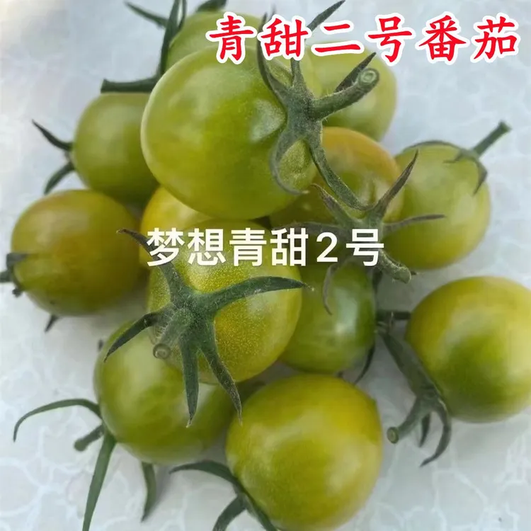 梦想青甜二号小绿樱桃小番茄种子 圣女果苗青口蜜口感香甜糖度高