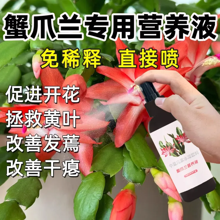 蟹爪兰专用肥营养液急救发蔫软烂黄叶壮根液体肥通用型促开花爆盆