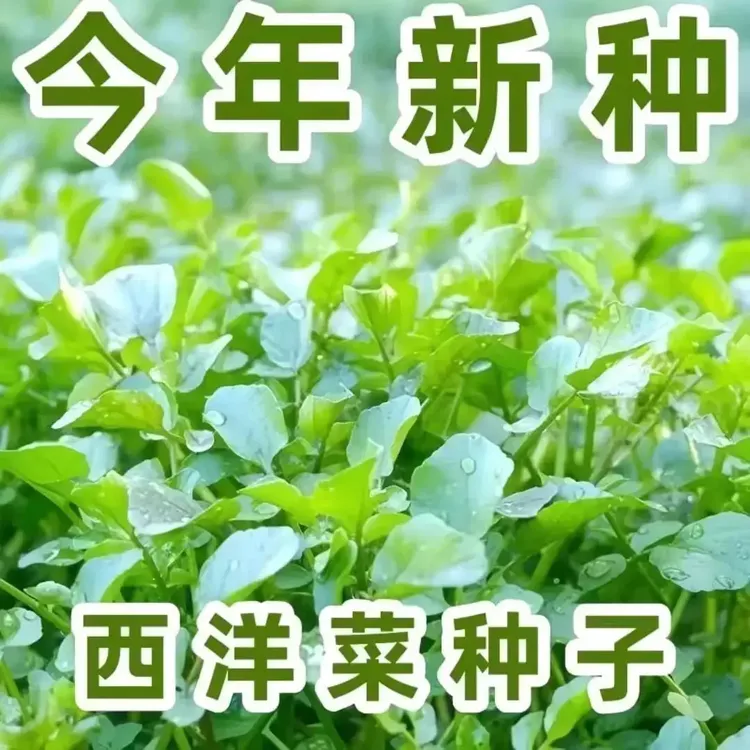 西洋菜种子多年生豆瓣菜种子四季盆栽营养蔬菜种子籽