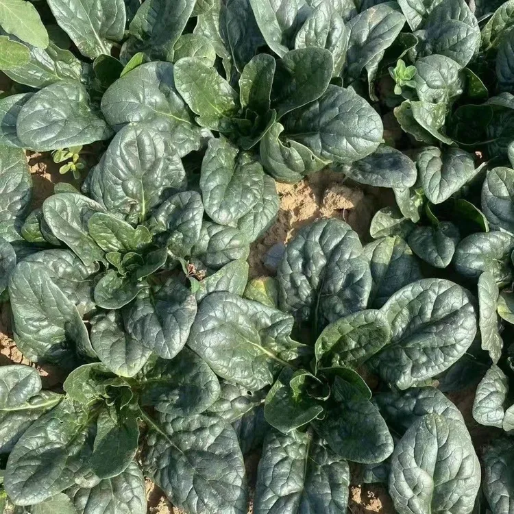 【新人尝鲜】河南露天霜打矮杆趴地红根小菠菜新鲜现挖现发