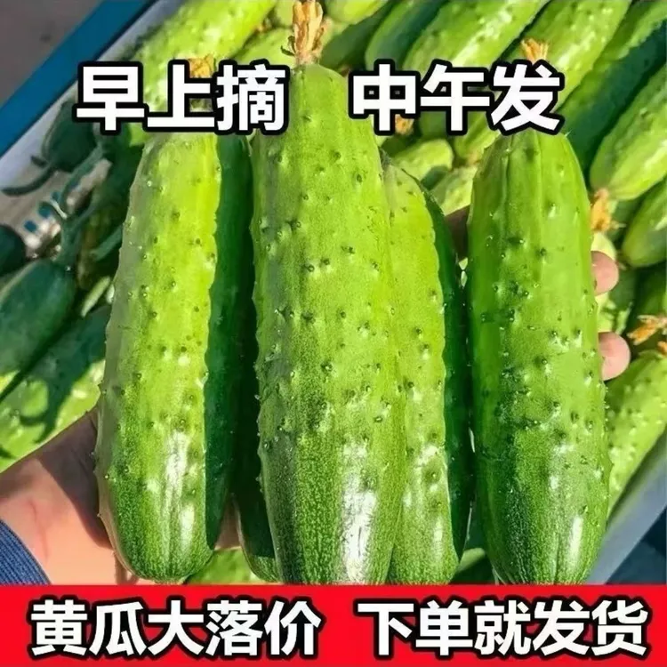 农家黄瓜东北旱黄瓜便宜自种新鲜旱黄瓜水果小黄瓜带刺清香甜嫩脆