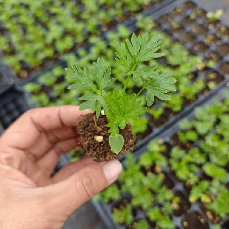 小花飞燕草3棵重瓣6棵
