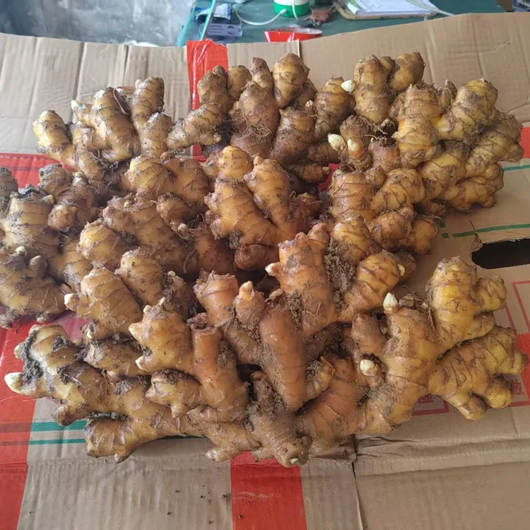 正宗贵州小黄姜高海拔种植现挖现发姜香浓郁新鲜美味可用于调味