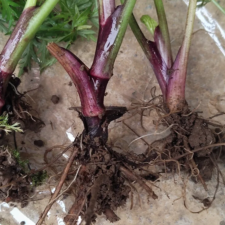 云南红杆小叶川芎苗药食同源香味独特好养活耐低温正宗正品植物